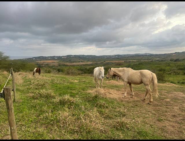 20,113M² FARM FOR SALE IN BALLITO CENTRAL